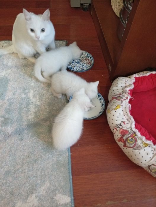 Котята бесплатно