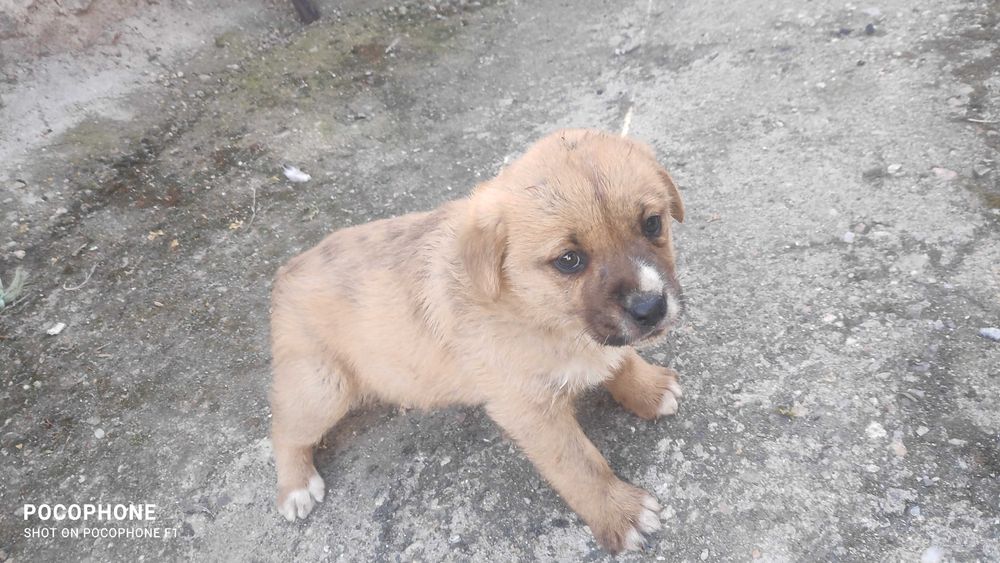 Подарявам малки кученца