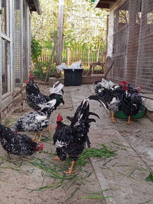 Oua incubat pinta și italiene