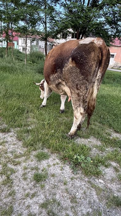 Vaca cu vitel.