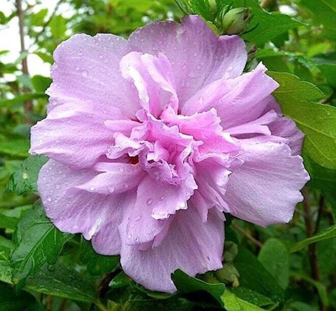 Гибискус (махровый)