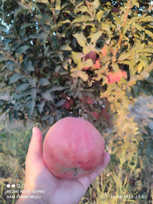 Sliva Shoftoli Olma Nok Urik Gilos Behi va boshqa turdagi kuchatlar