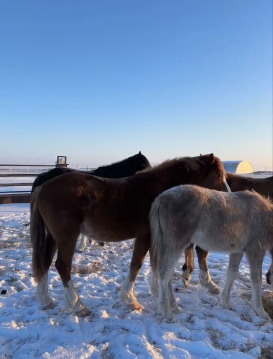 Продам жеребца 3 года, полу тяж