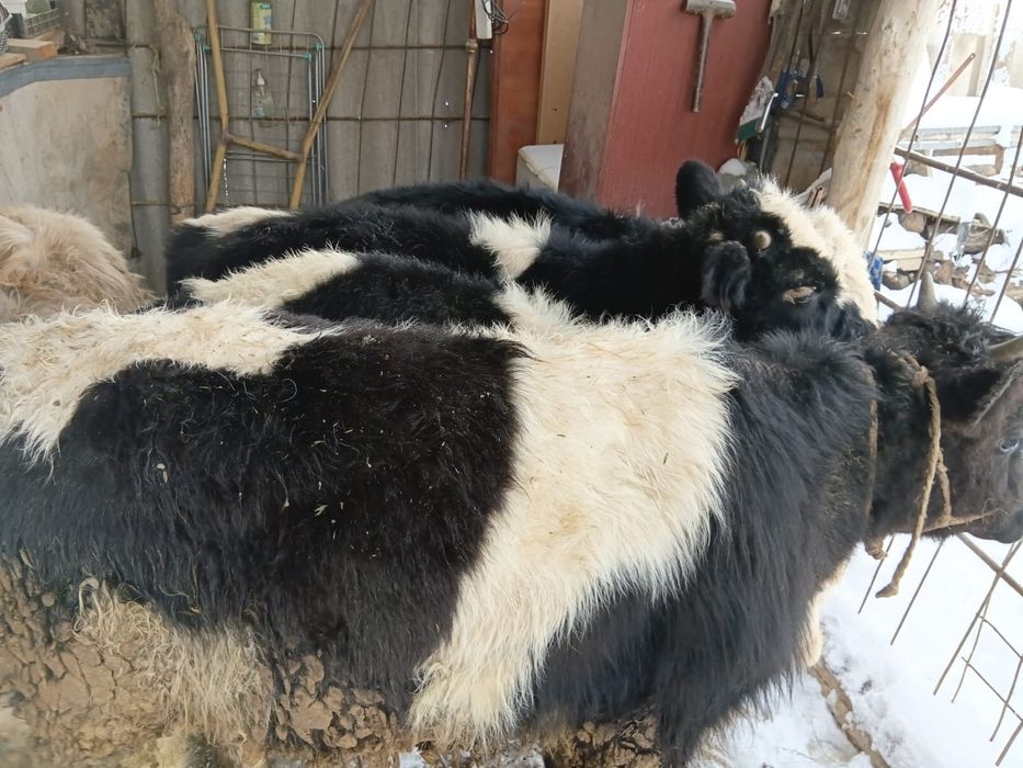 Бұқалар сатылады. Продам бычков.