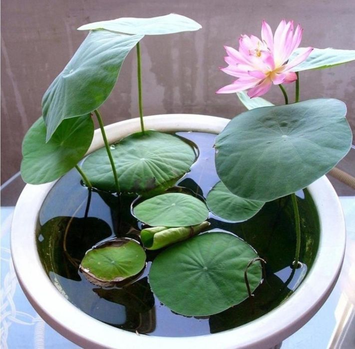 Ростки лотоса для аквариума.  Akvariumda usadigan lotos guli.