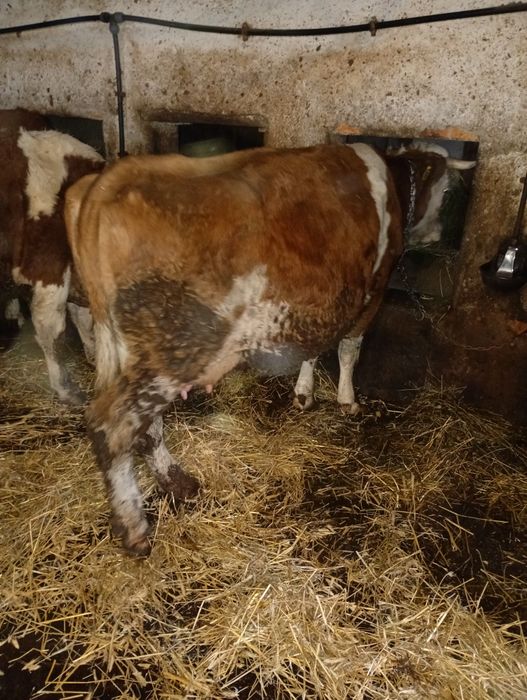 Vacă Bălțată Romaneasca