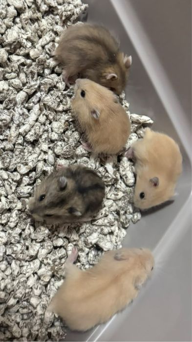 Hamsteri pitici.