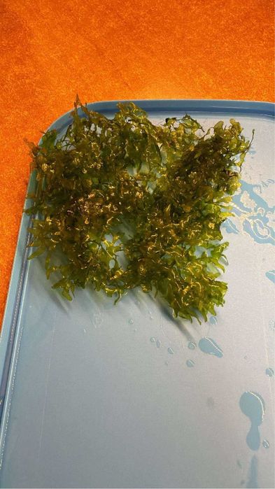 Мъх за аквариум