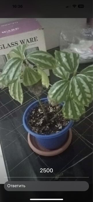 Домашние цветы / По хорошей цене