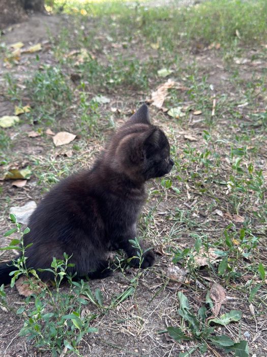 Отдам котенка в добрые в руки