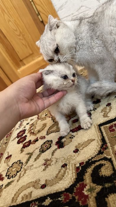 Шиншилла  котята