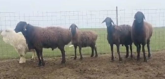 Африкалық гей порно онлайн