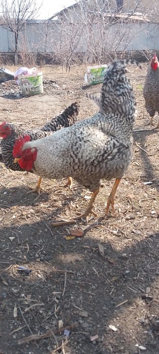 5 мыннан штуг келсм бар