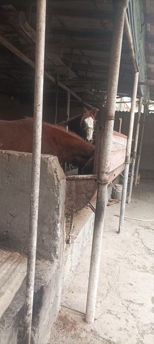 Toylar sotiladi bitasi nar bitasi moda