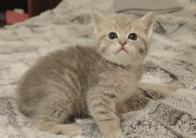 Британские котята ay24