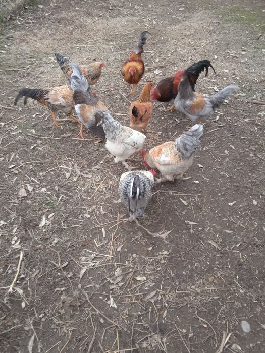 Домашние петухи 5 штук