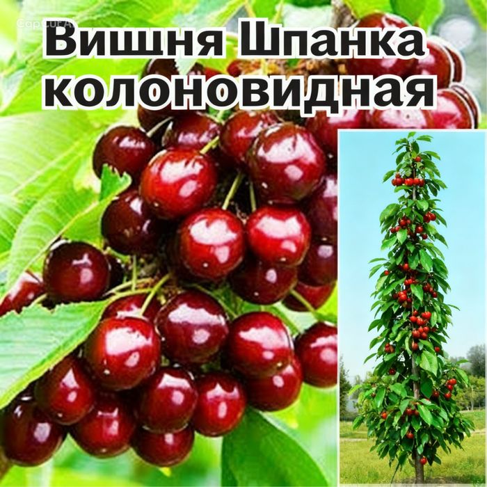 Сортовые Плодовые саженцы