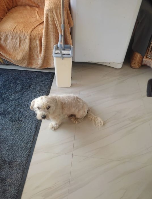 DONEZ BICHON Maltez foarte jucaus