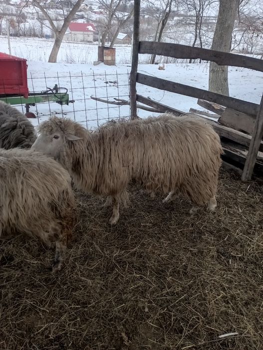 Vând berbec tânăr