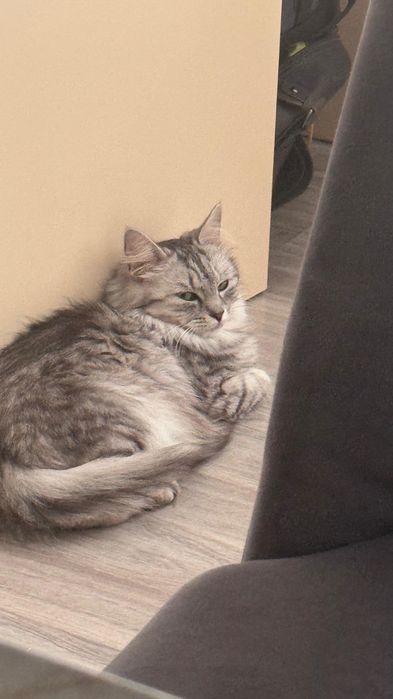 Кошка серая красивая