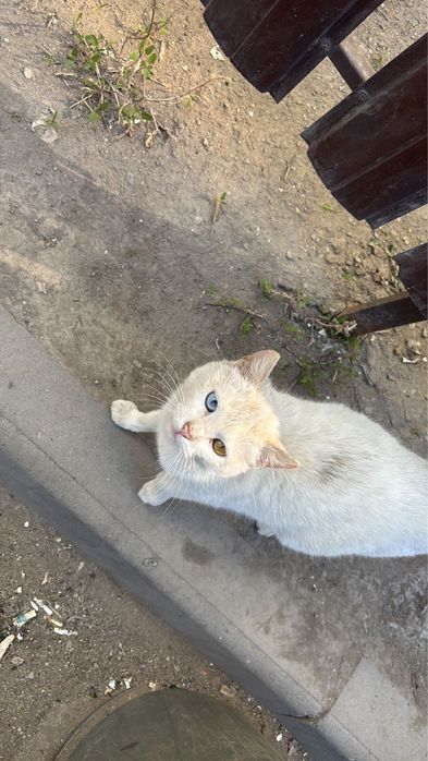 Красивая кошечка