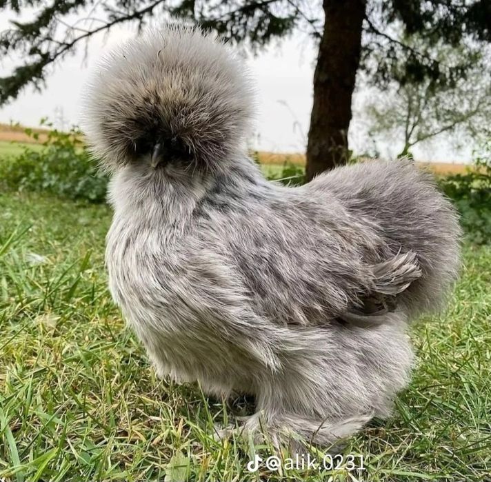 Американский шолк товуклари сотилади