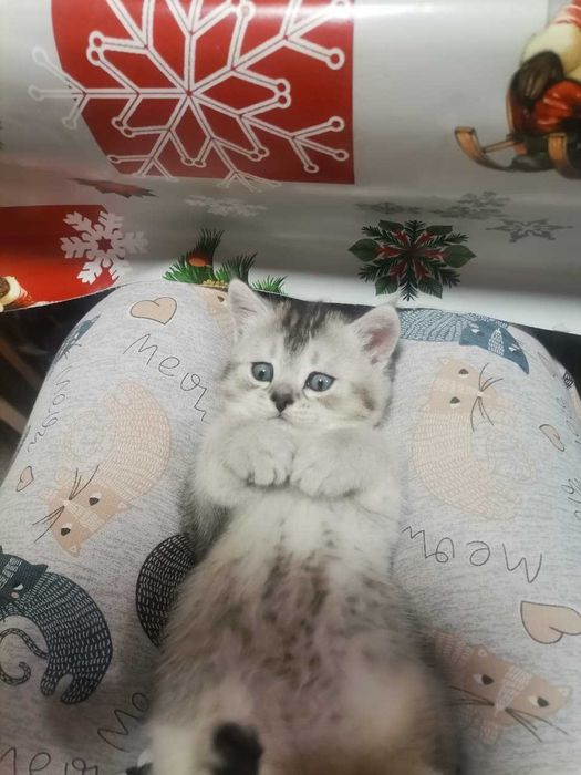 Продам котят Скотиш Страйт