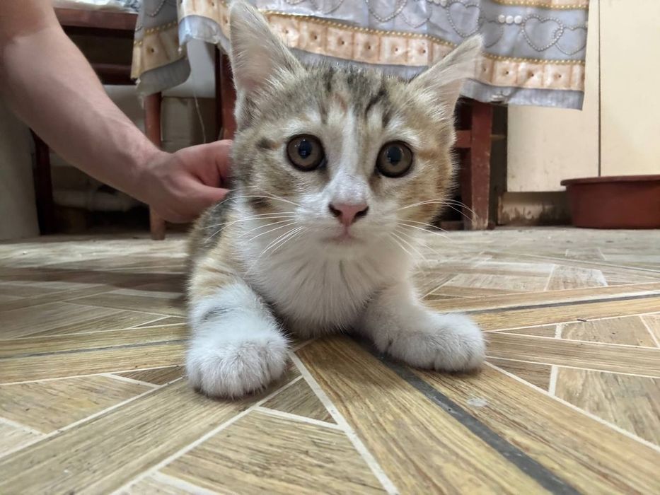 Котята, в хорошие руки