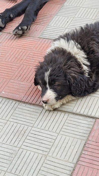 Щенята от черного лабрадора