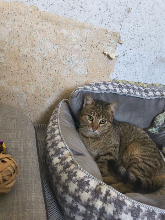 Мими търси любящ и отговорен дом.