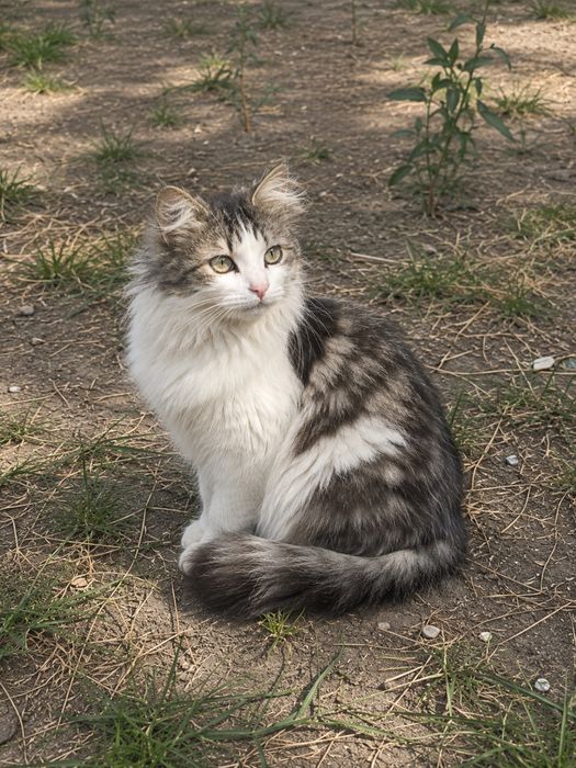 Котик в хорошие добрые руки
