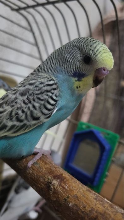 Волнистые попугаи