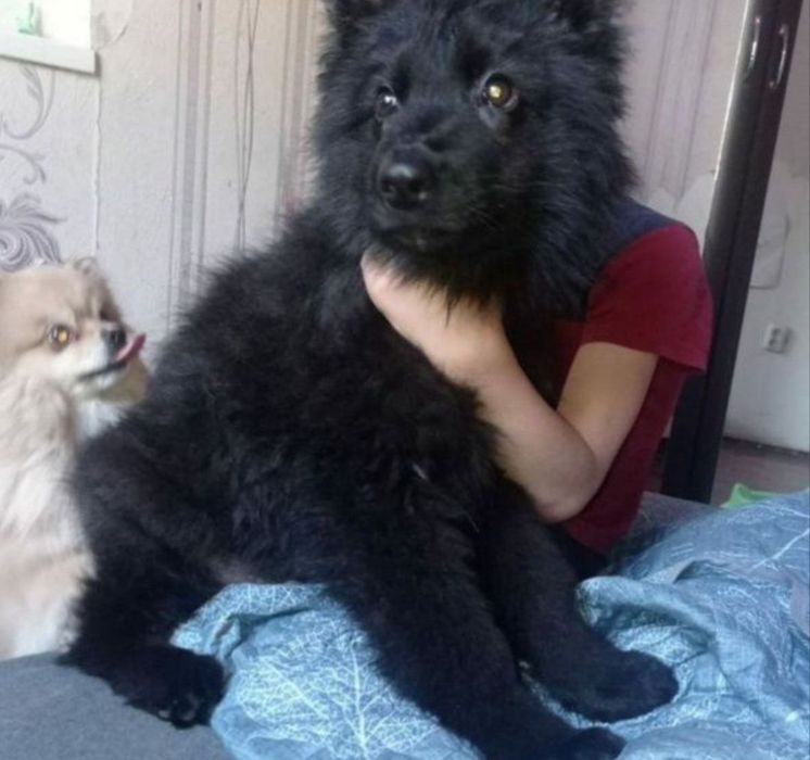 Вязка немецкой овчарки