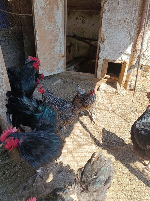 Суточные цыплята