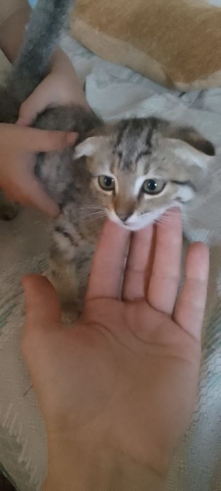 Продам котёнка. Смешанная вислоухая.Девочка.