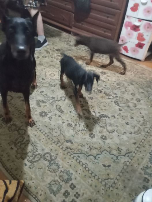 Шенки доберманы срочнр