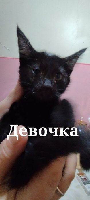 Котят в добрые руки