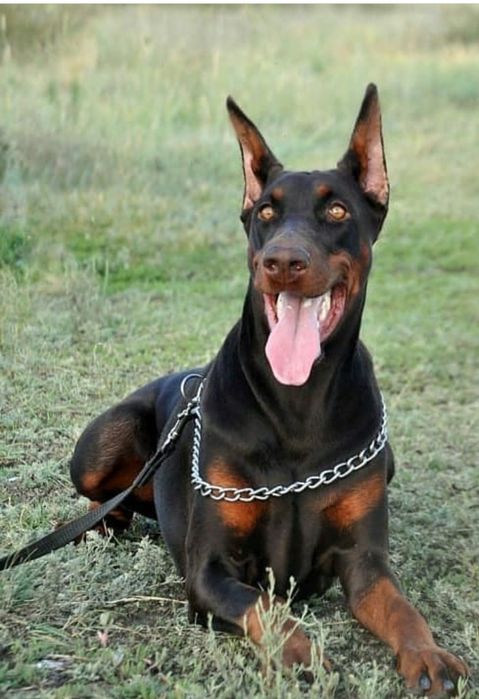 Фотосессия с доберманом