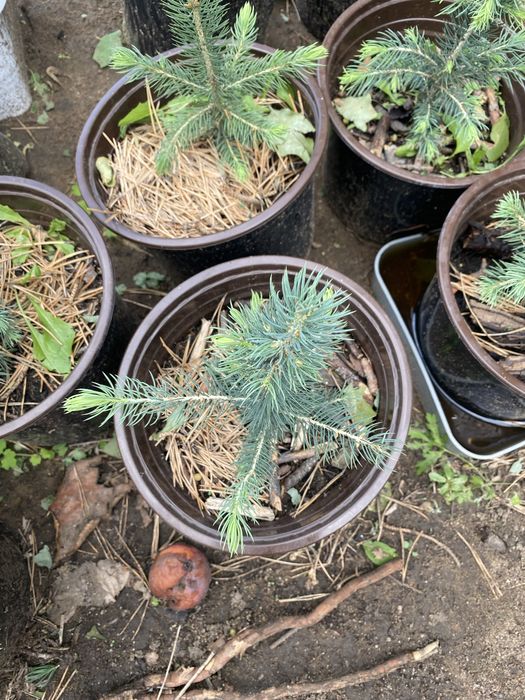 Продам сеянец - Ель голубая