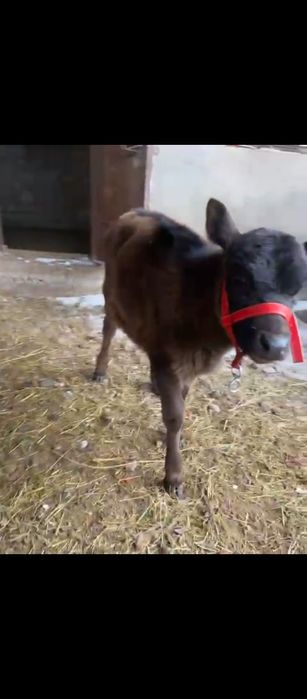 Бұзау сатылады ұрғашы