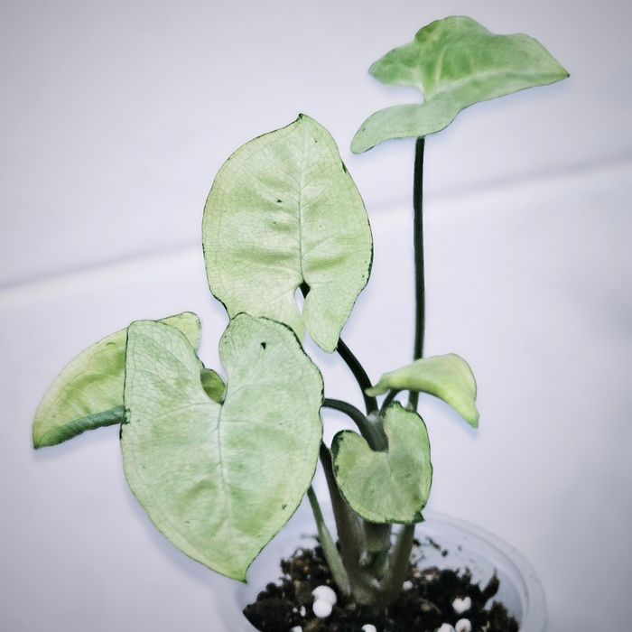Сингониумы Syngonium