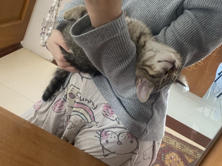 Кошка девочка 5 месяцев