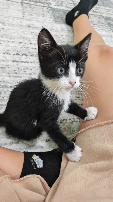 Отдам котика в добрые руки
