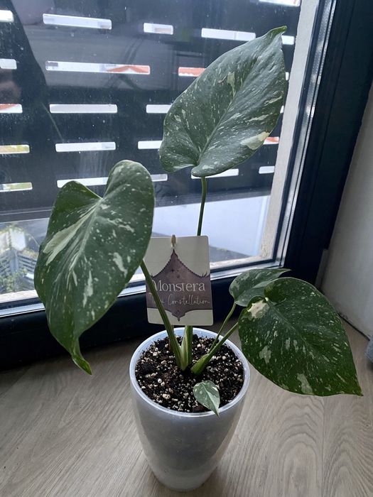 Planta de interior Monstera  Thai Constellation