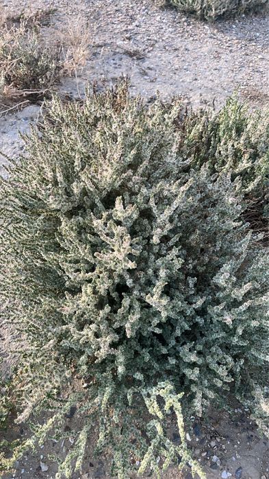 Қыз құсады порно видео