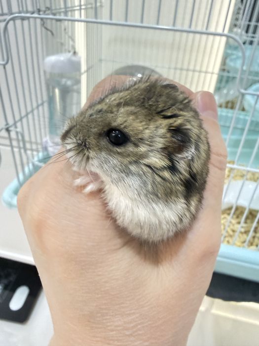 Хомяка с клеткой и кормом