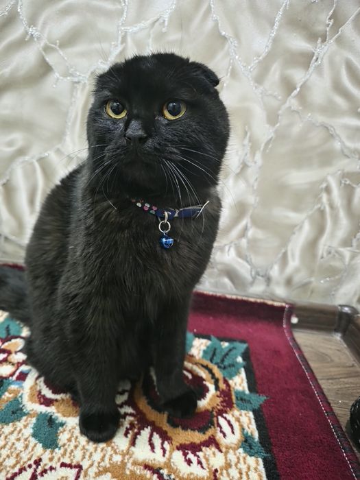 Scottish flod mushuk sotiladi