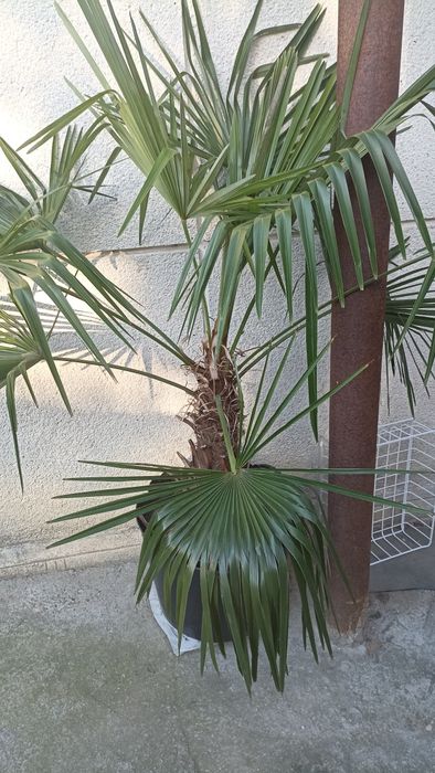Palmier exotic Washingtonia robusta