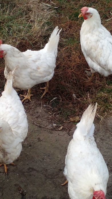 Продам куриц Леггорн