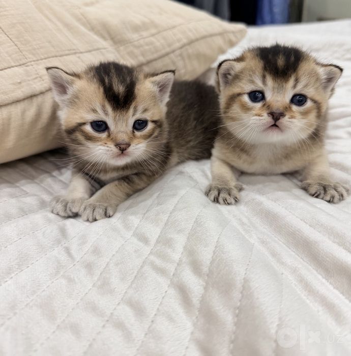Продаются котята шиншиллы